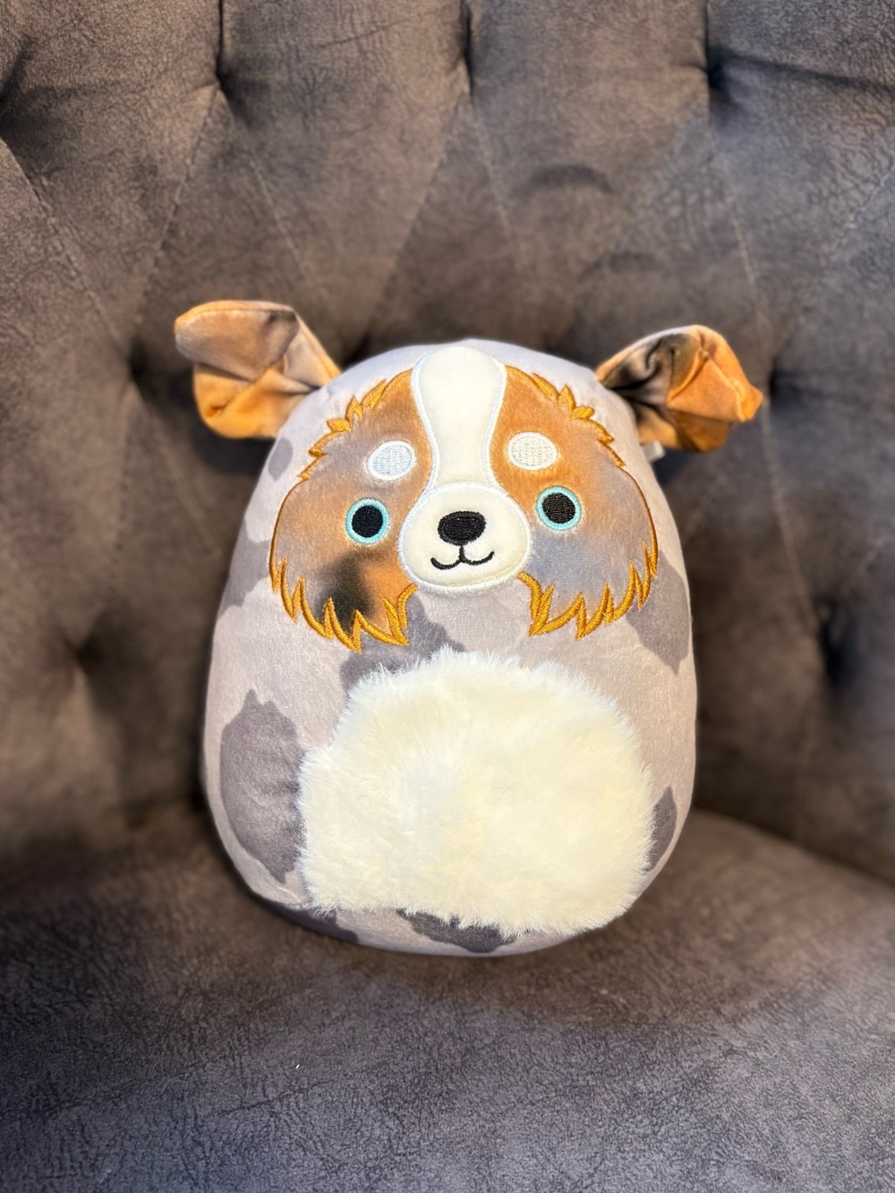 Raylor the Australian Shepard Squishmallow “8